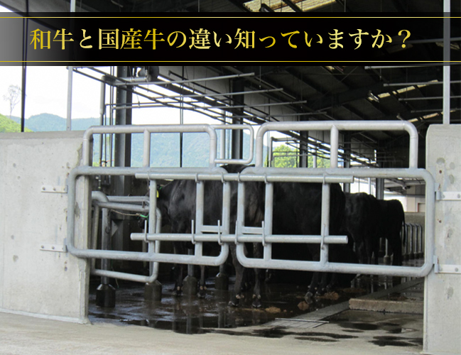 和牛と国産牛の違い知っていますか？